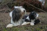 BEARDED COLLIE 454